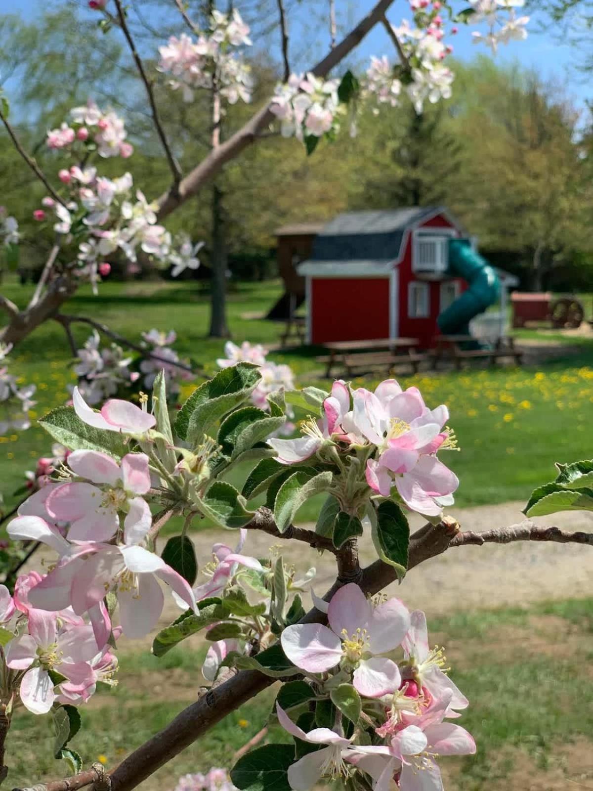 The Cortland Cottage At Brant'S Apple Orchard Ashtabula Exterior foto